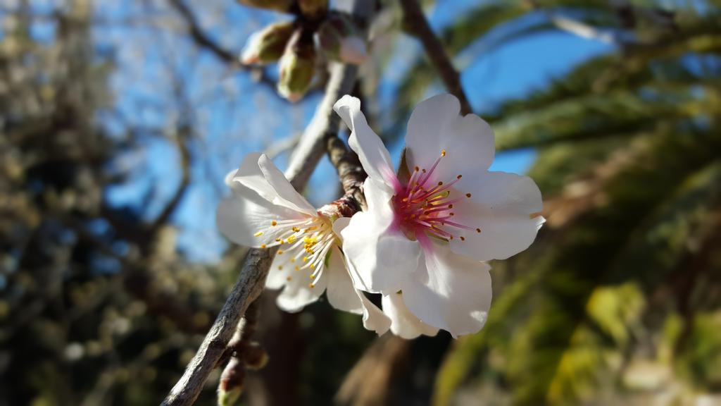 Agroturisme Finca Sa Maniga Bunyola Bagian luar foto